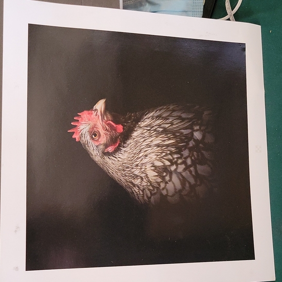 Chicken Hen Photo Farmhouse Picture 12" x 12" - Picture 2 of 3